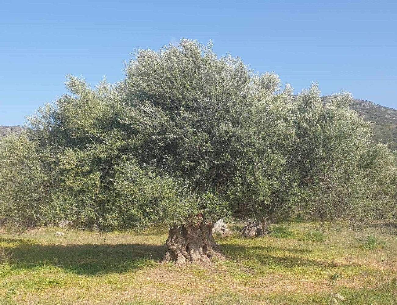 Παραδοσιακή Ελιά